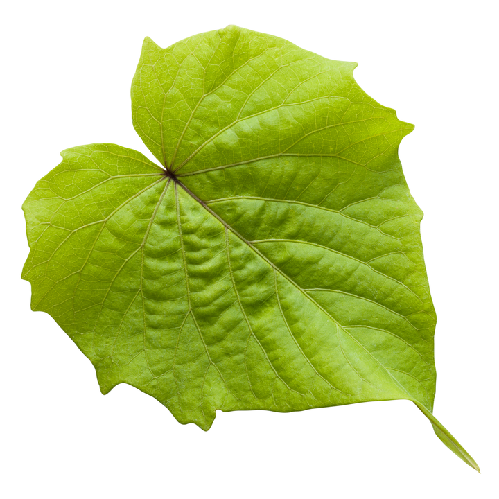 Sweet Caroline Bewitched Green With Envy™ Sweet Potato Vine (Ipomoea batatas)