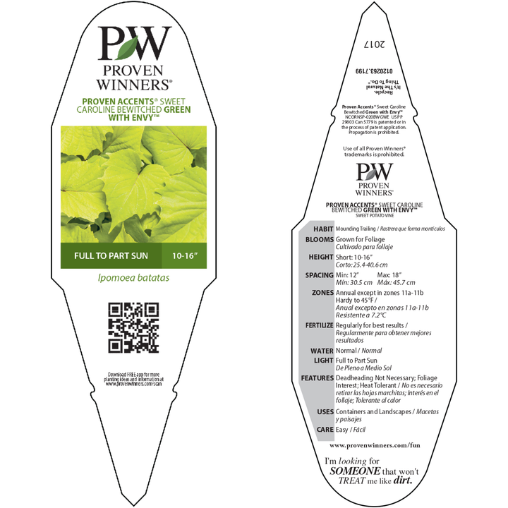 Sweet Caroline Bewitched Green With Envy™ Sweet Potato Vine (Ipomoea batatas)