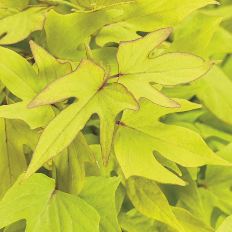 Sweet Caroline Upside™ Key Lime Ornamental Sweet Potato Vine (Ipomoea batatas)