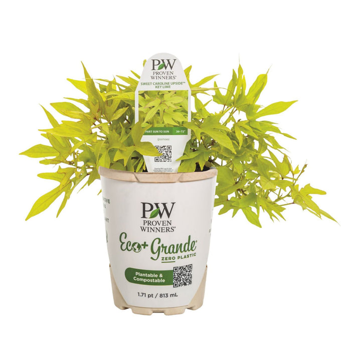 Sweet Caroline Upside™ Key Lime Ornamental Sweet Potato Vine (Ipomoea batatas)