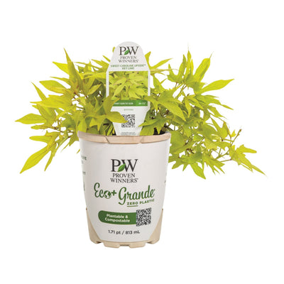 Sweet Caroline Upside™ Key Lime Ornamental Sweet Potato Vine (Ipomoea batatas)