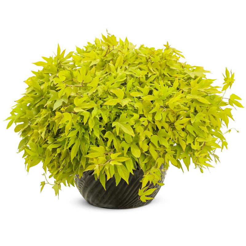 Sweet Caroline Upside™ Key Lime Ornamental Sweet Potato Vine (Ipomoea batatas)