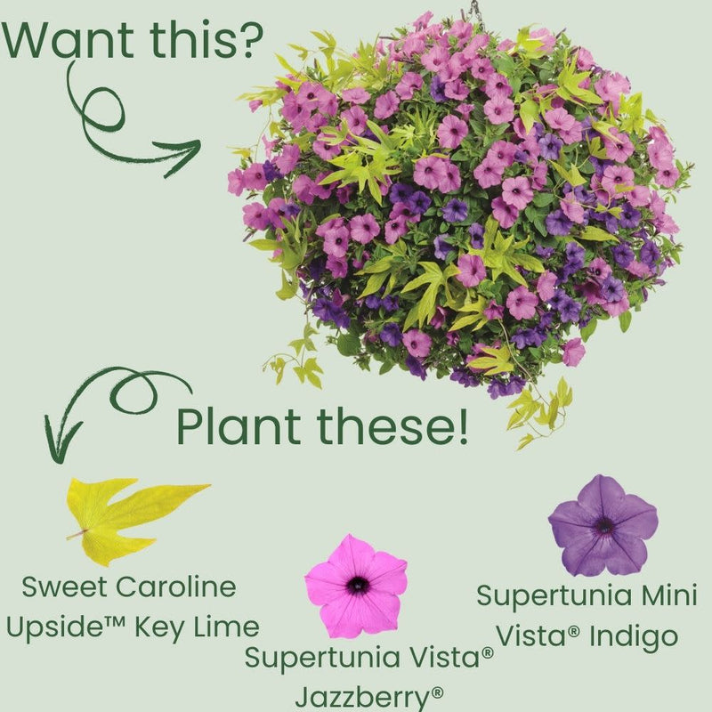 Sweet Caroline Upside™ Key Lime Ornamental Sweet Potato Vine (Ipomoea batatas)