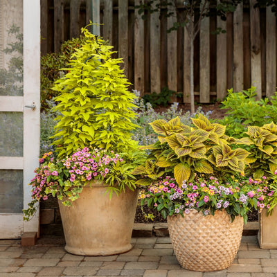 Sweet Caroline Upside™ Key Lime Ornamental Sweet Potato Vine (Ipomoea batatas)