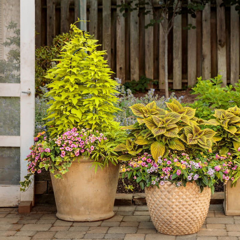 Sweet Caroline Upside™ Key Lime Ornamental Sweet Potato Vine (Ipomoea batatas)