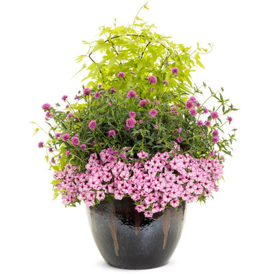 Sweet Caroline Upside™ Key Lime Ornamental Sweet Potato Vine (Ipomoea batatas)