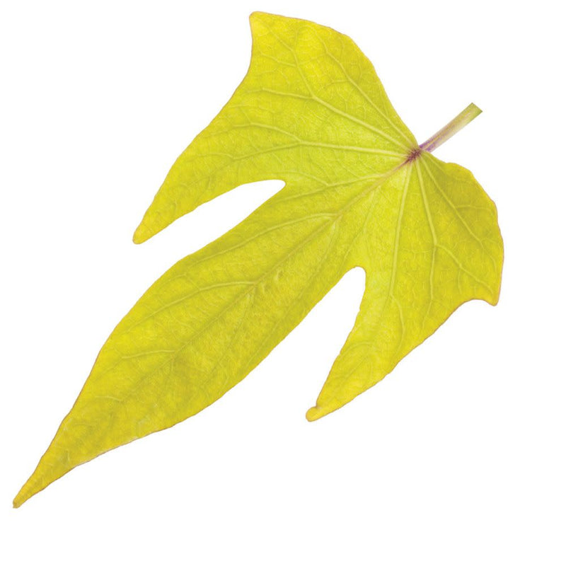 Sweet Caroline Upside™ Key Lime Ornamental Sweet Potato Vine (Ipomoea batatas)