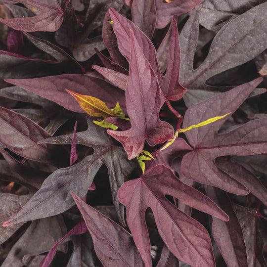 Sweet Caroline Upside™ Black Coffee Ornamental Sweet Potato Vine (Ipomoea batatas)