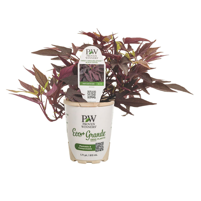 Sweet Caroline Upside™ Black Coffee Ornamental Sweet Potato Vine (Ipomoea batatas)