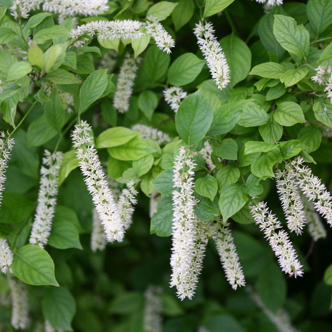Little Henry® Sweetspire (Itea virginica)