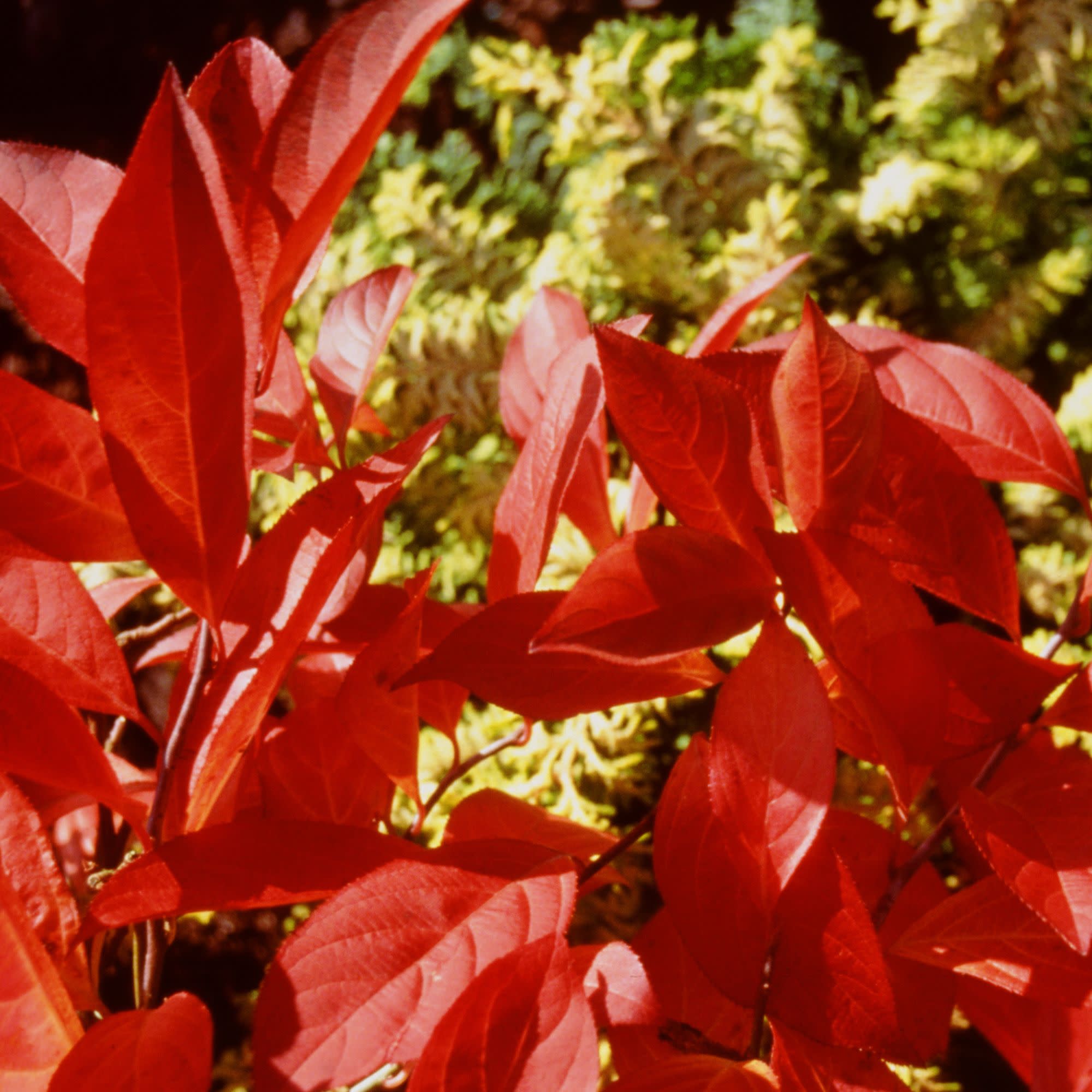 Sweetspire | Little Henry® | Proven Winners® Shrubs – Proven