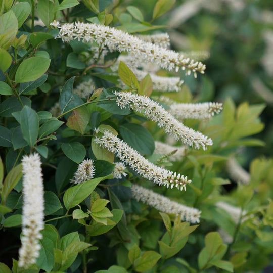 Scentlandia® Sweetspire (Itea virginica)