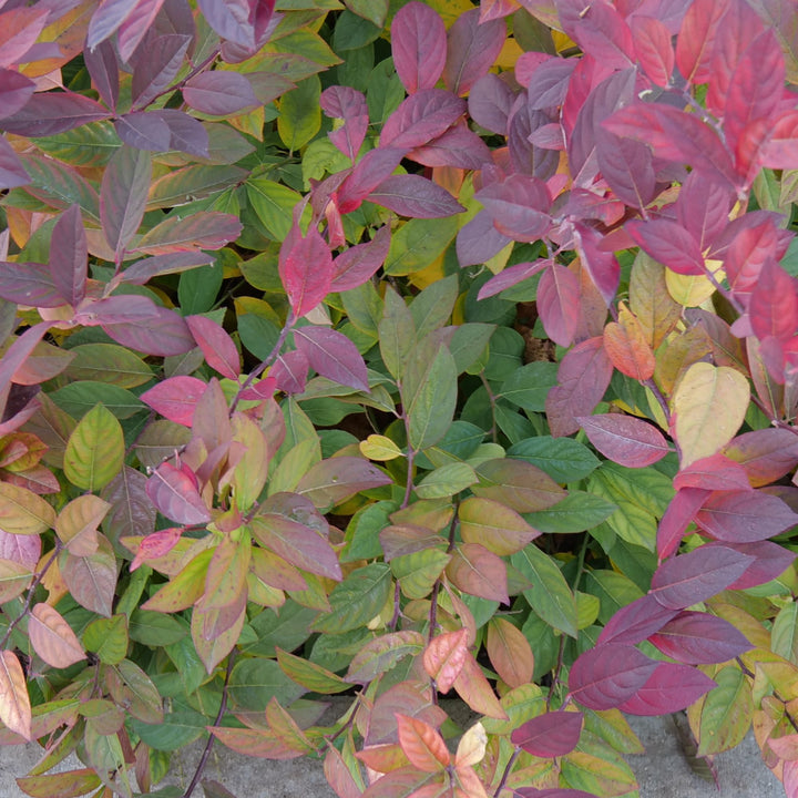 Scentlandia® Sweetspire (Itea virginica)
