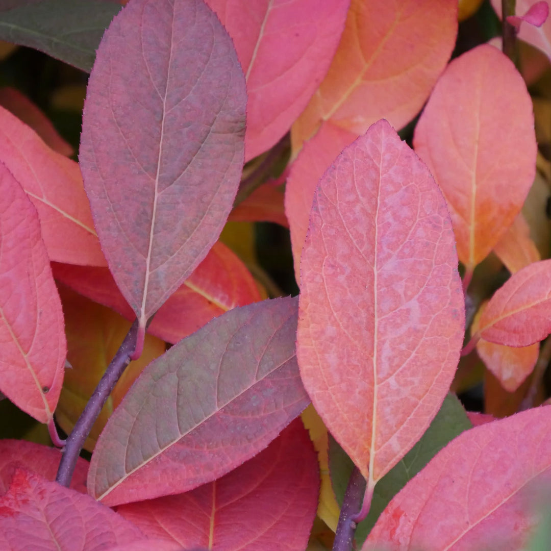 Scentlandia® Sweetspire (Itea virginica)