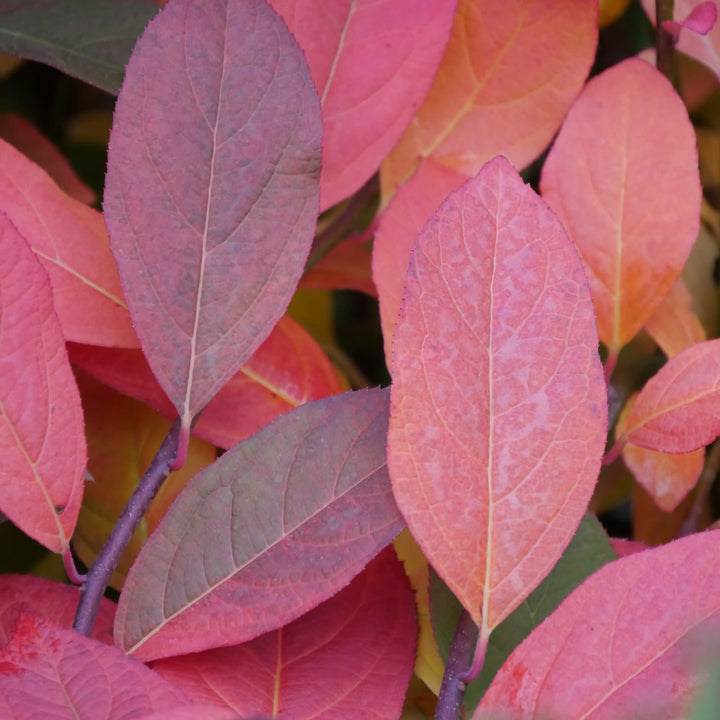 Scentlandia® Sweetspire (Itea virginica)