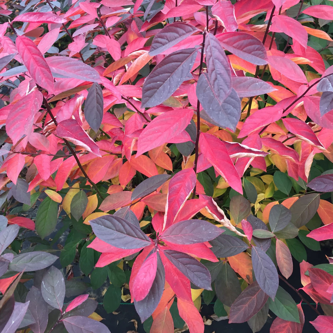 Scentlandia® Sweetspire (Itea virginica)