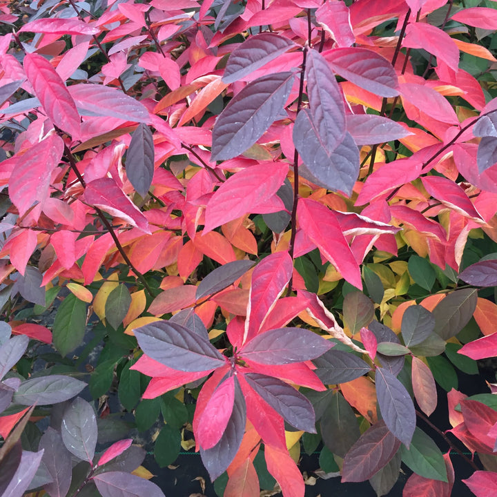 Scentlandia® Sweetspire (Itea virginica)