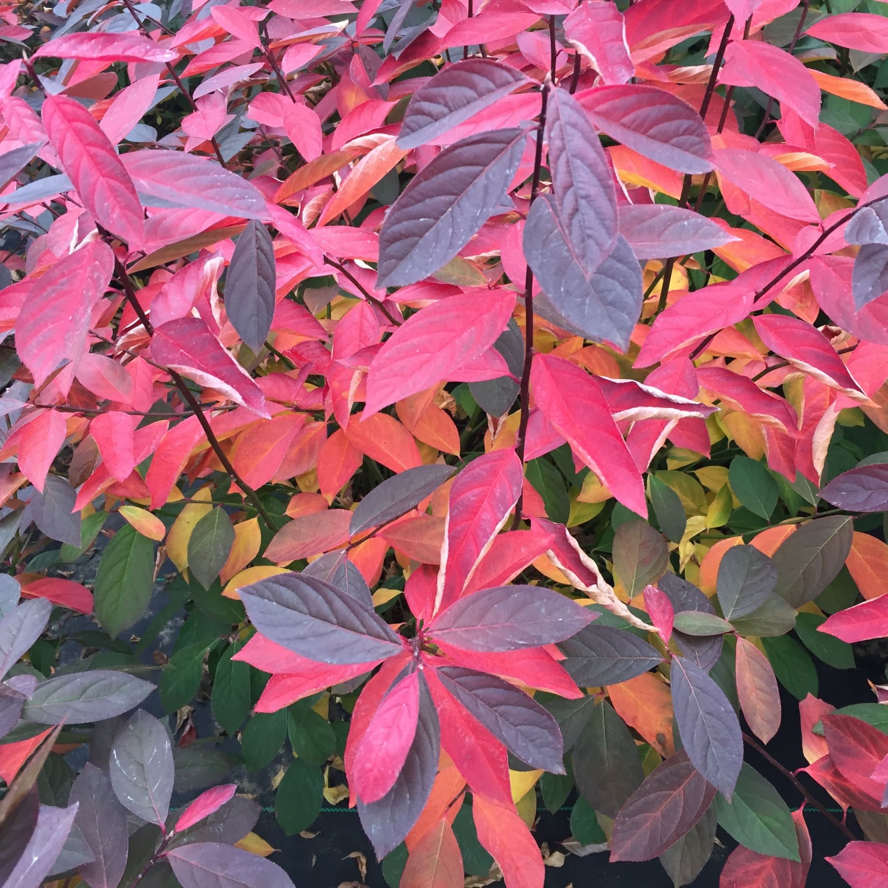 Sweetspite Sweetspire | Scentlandia® | Proven Winners® Shrubs – Proven Winners Direct™