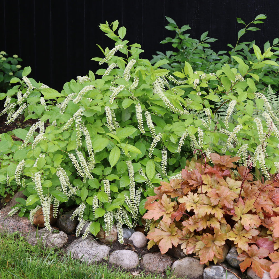 Scentlandia® Sweetspire (Itea virginica)