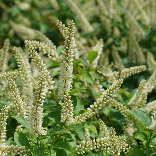 Fizzy Mizzy® Sweetspire (Itea virginica)