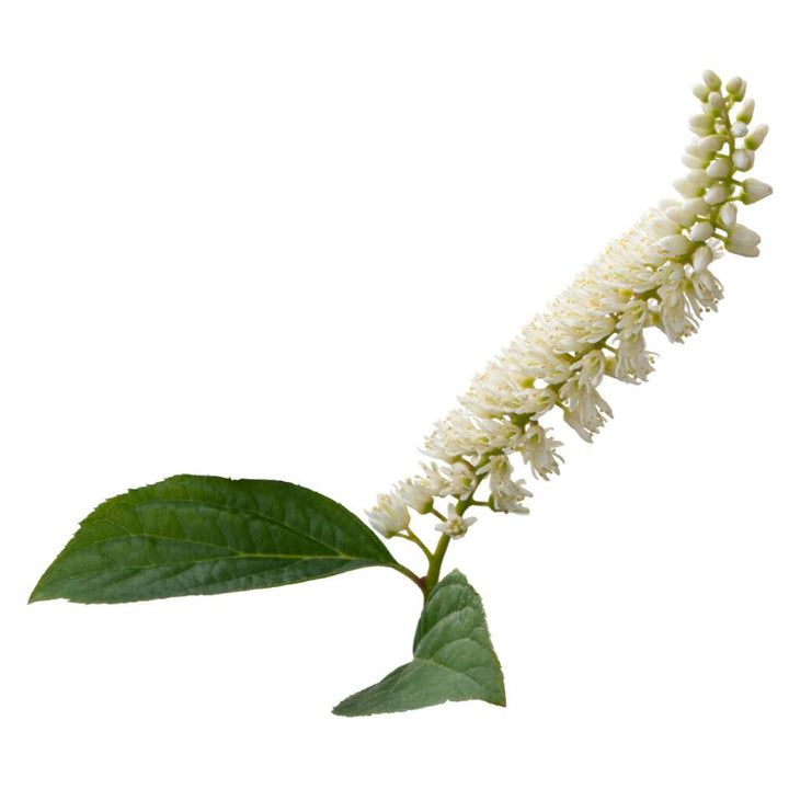 Fizzy Mizzy® Sweetspire (Itea virginica)