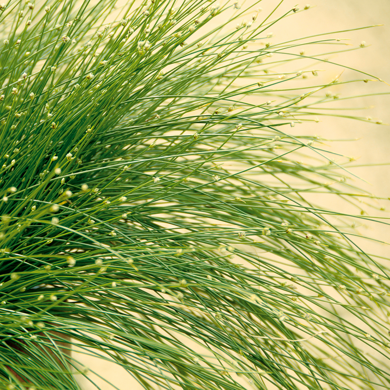 Graceful Grasses® Fiber Optic Grass (Isolepsis)