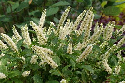 Fizzy Mizzy™ Sweetspire (Itea) - Proven Winners® 2024 Landscape Shrub of the Year