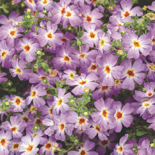 Safari® Sky South African Phlox (Jamesbrittenia hybrid)