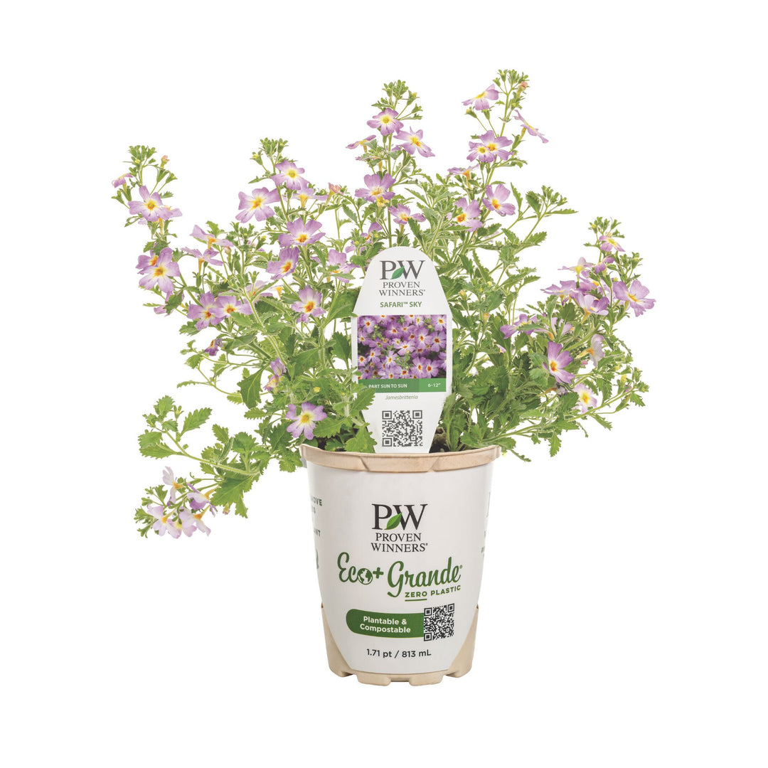 Safari® Sky South African Phlox (Jamesbrittenia hybrid)