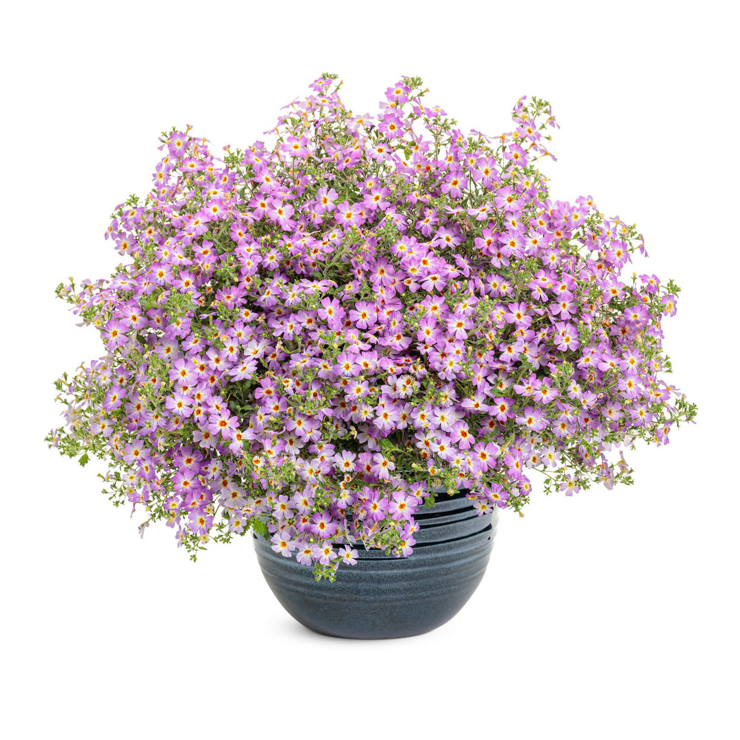 Safari® Sky South African Phlox (Jamesbrittenia hybrid)