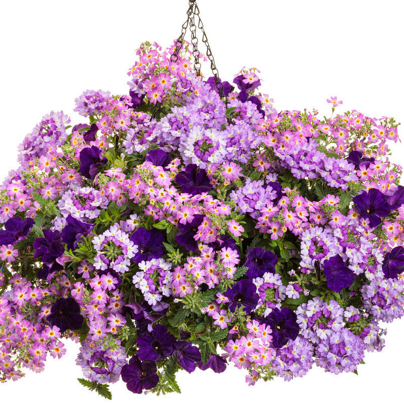 South African Phlox | Safari® Sky | Proven Winners® Annuals