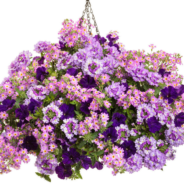 Safari Sky South African Phlox in use.