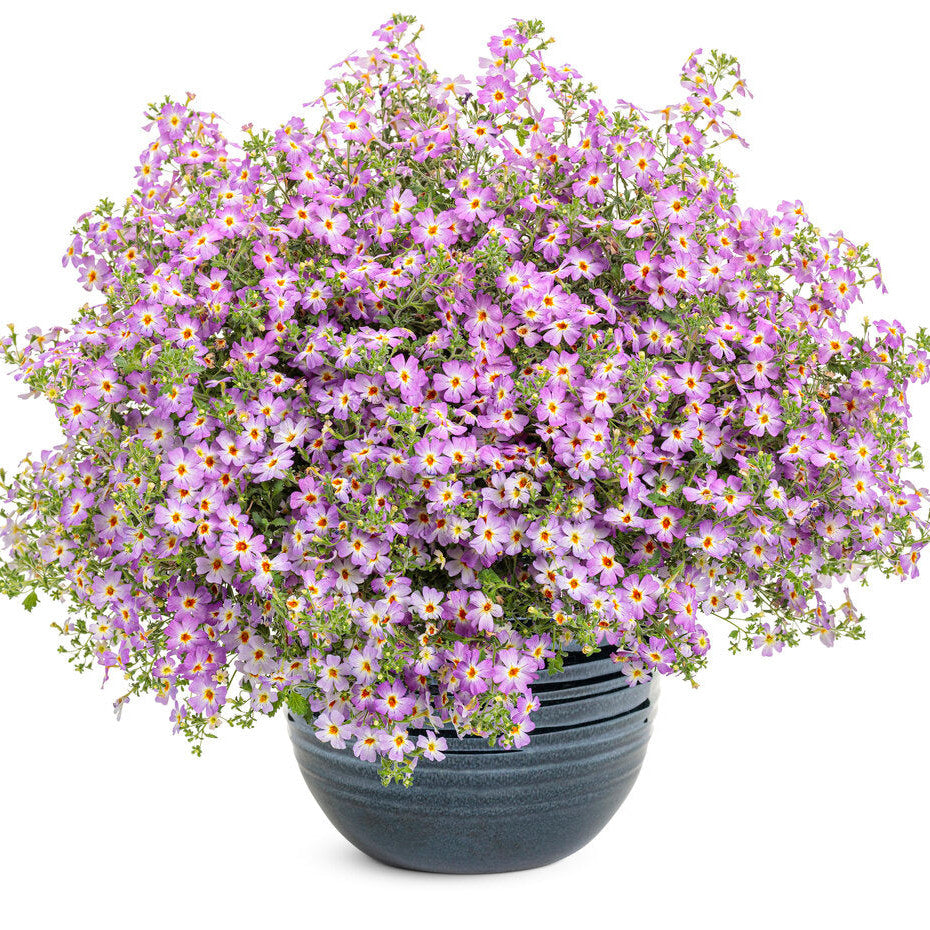 South African Phlox | Safari® Sky | Proven Winners® Annuals