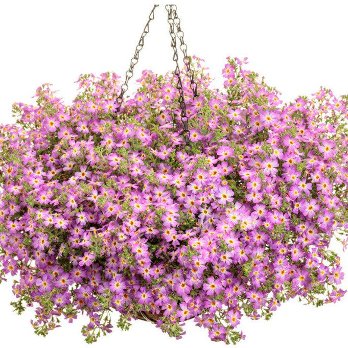 South African Phlox | Safari® Sky | Proven Winners® Annuals