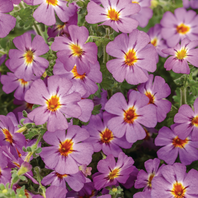 Safari Dusk South African Phlox up close.