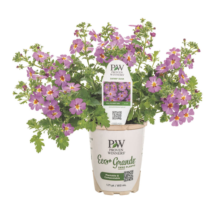 South African Phlox | Safari® Dusk™ | Proven Winners® Annuals