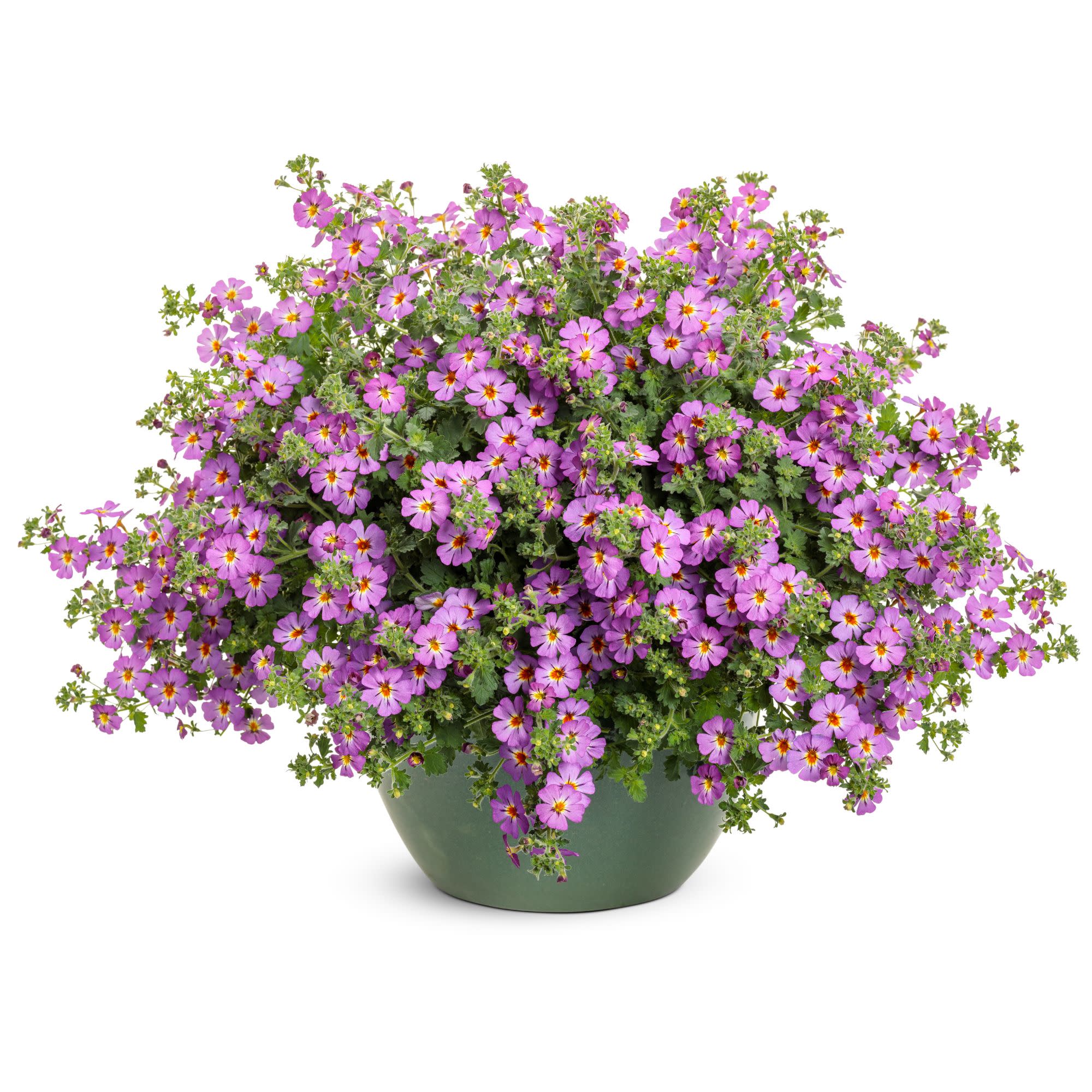 ✨花咲くから✨ South African Phlox | Safari® Dusk™ | Proven Winners® Annuals