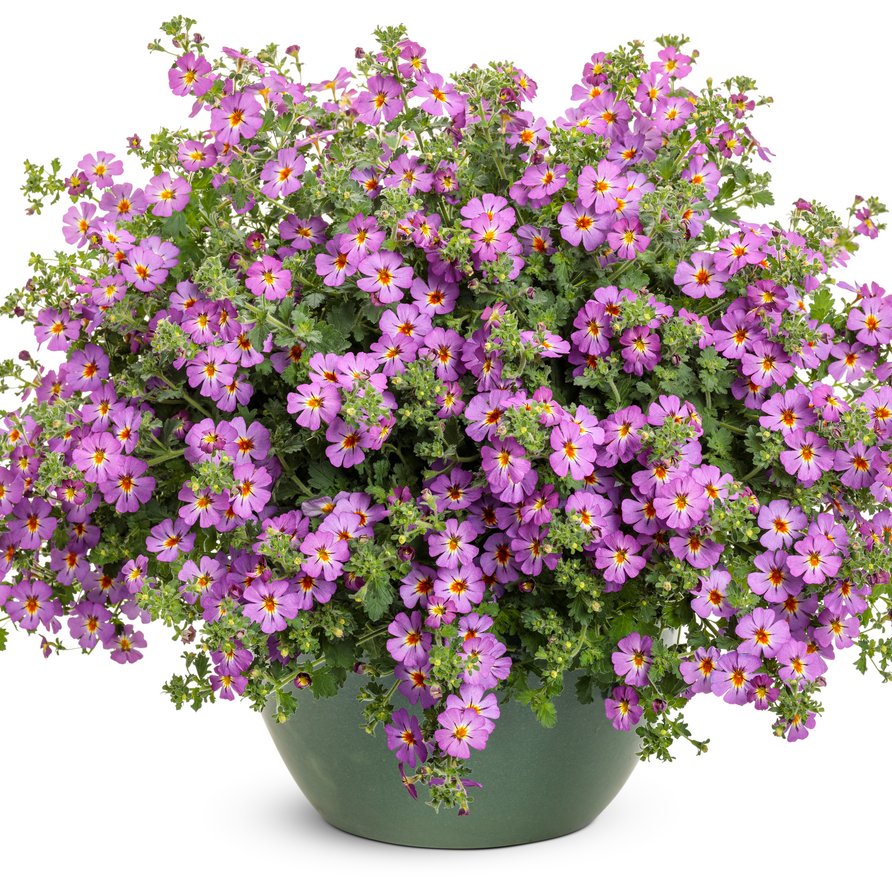 South African Phlox | Safari® Dusk™ | Proven Winners® Annuals