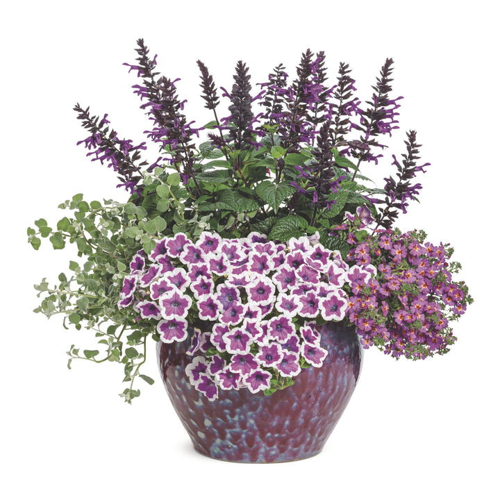 South African Phlox | Safari® Dusk™ | Proven Winners® Annuals