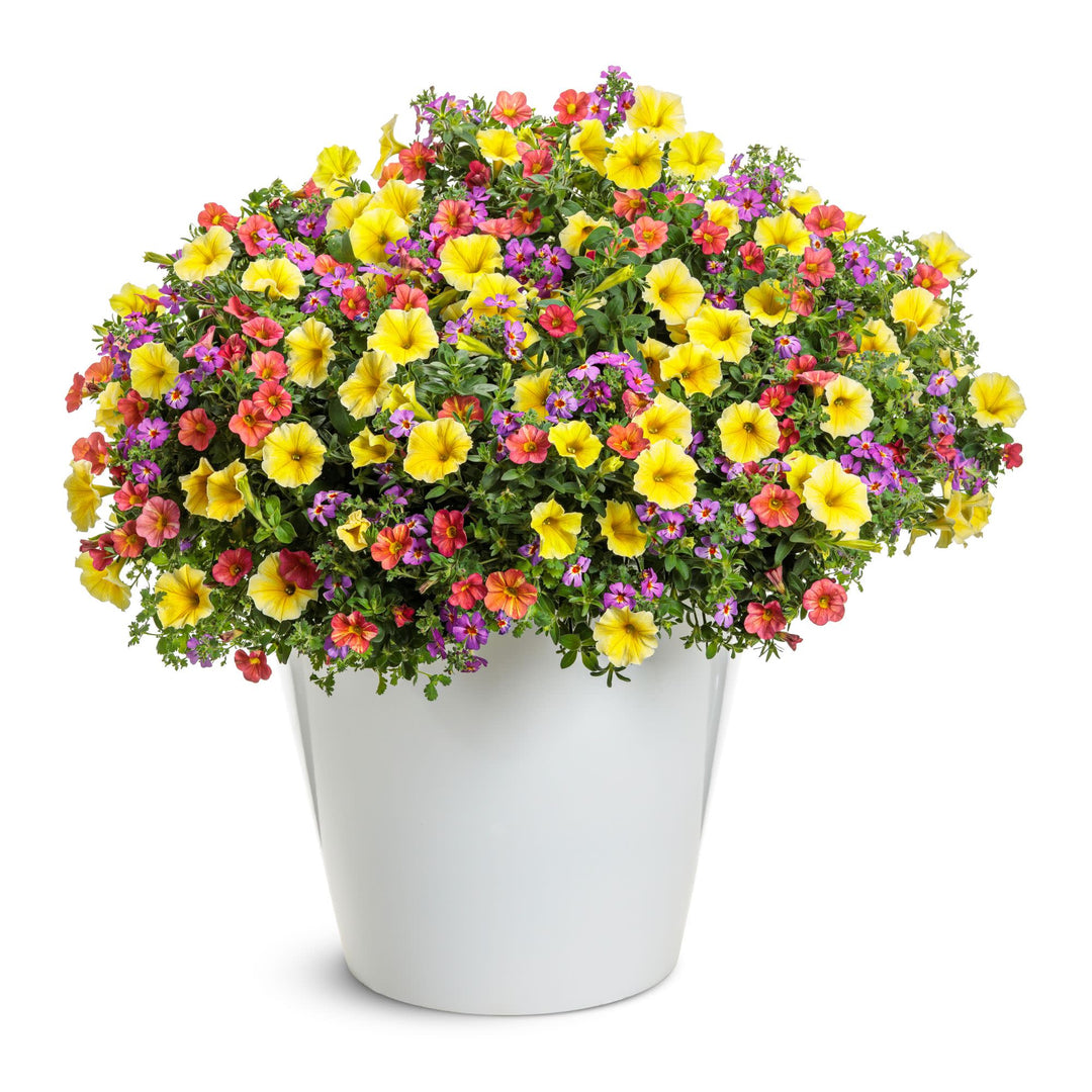 South African Phlox | Safari® Dusk™ | Proven Winners® Annuals