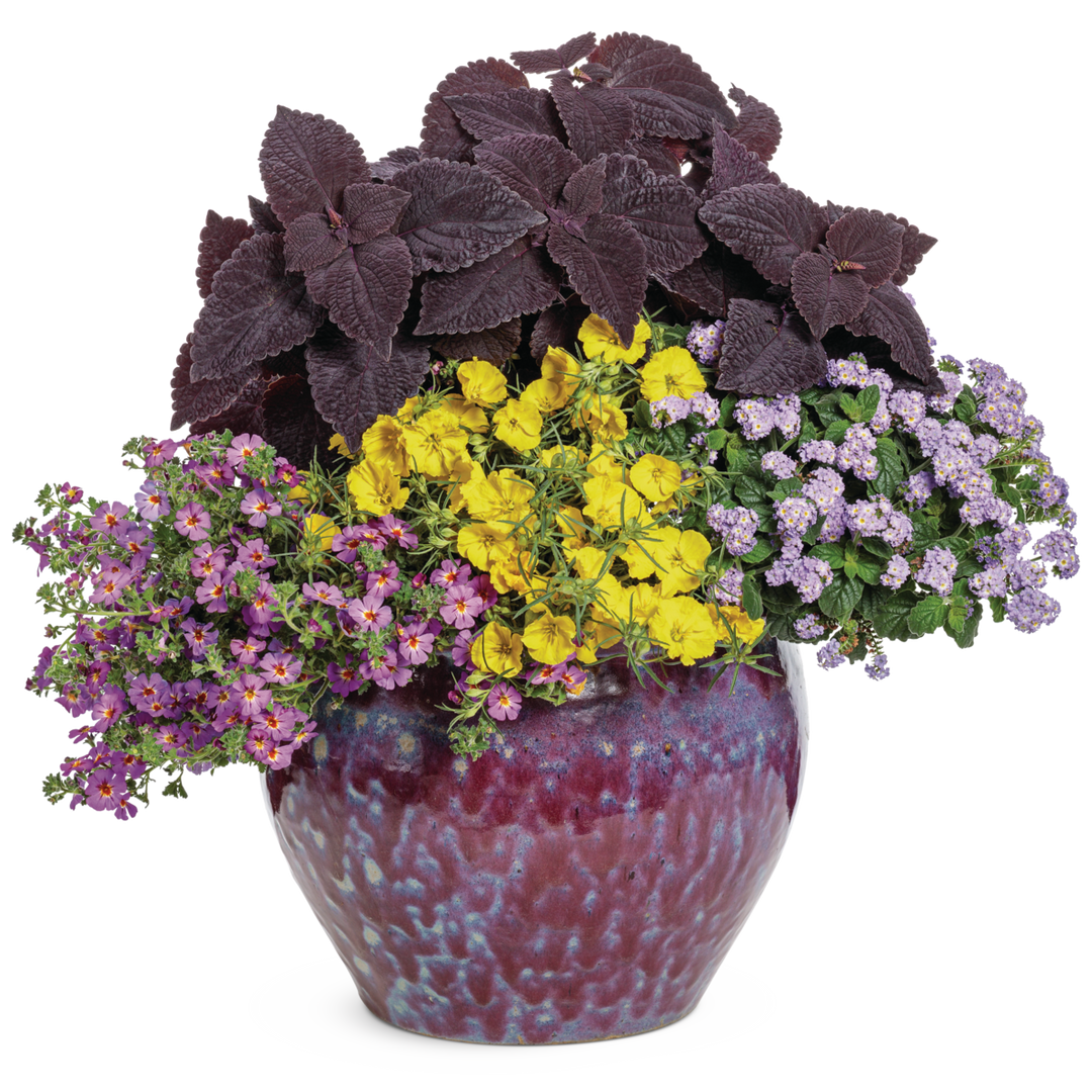 その他 flower South African Phlox | Safari® Dusk™ | Proven Winners® Annuals