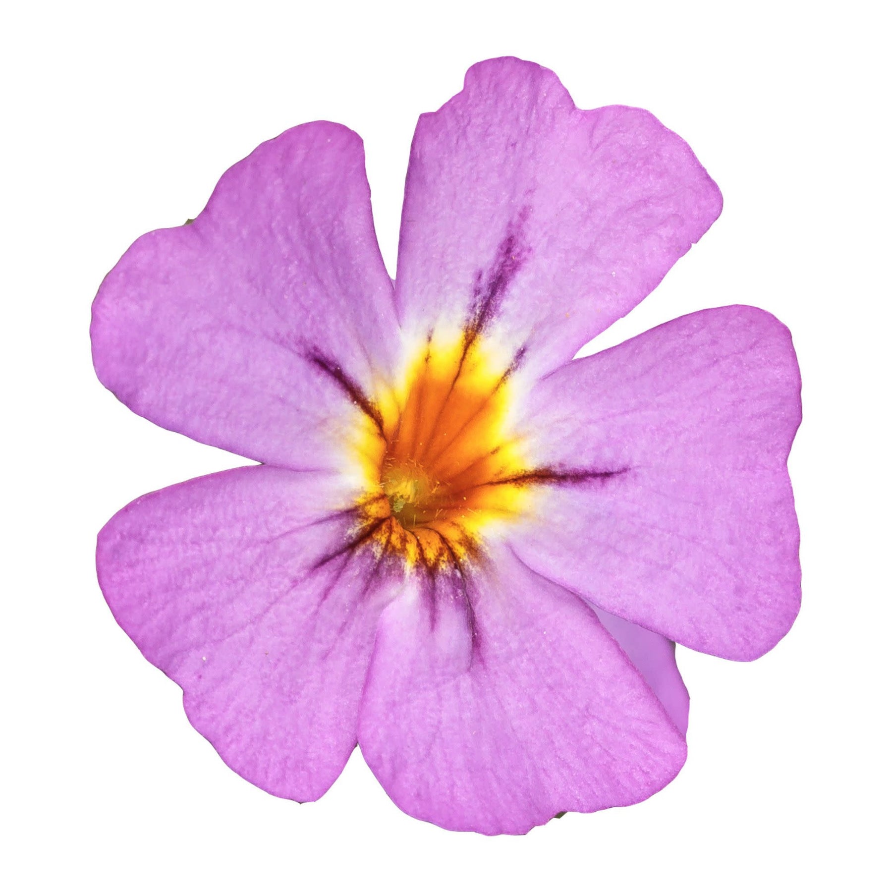 South African Phlox Safari Dusk Proven Winners Annuals Proven south-african-phlox-safari-dusk-proven-winners-annuals-proven
