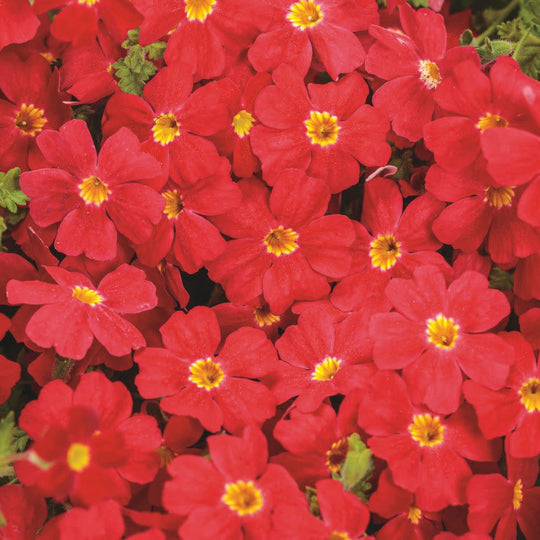 Safari® Lava Flow African Phlox (Jamesbrittenia hybrid) | Proven Winners® New Variety 2026