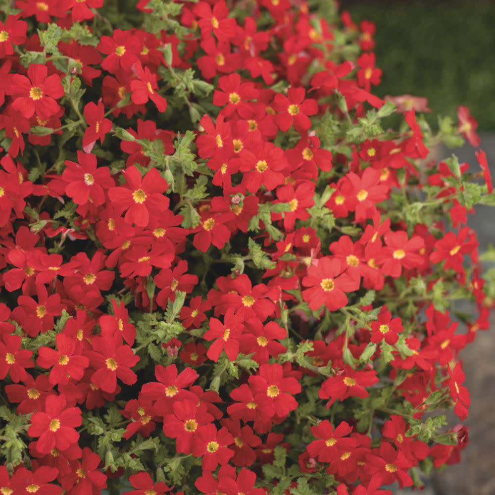 African Phlox | Safari® Lave Flow | Proven Winners® Annuals
