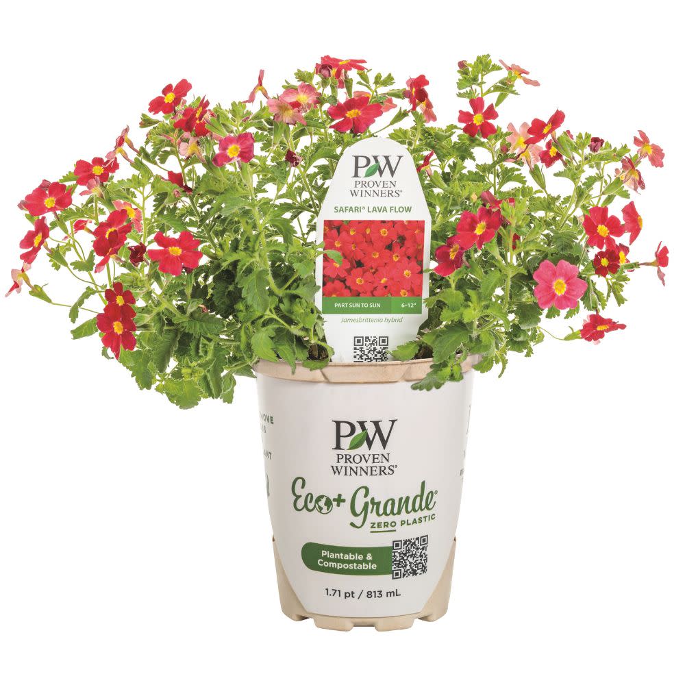African Phlox | Safari® Lava Flow | Proven Winners® Annuals