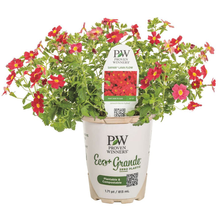 JAMPRW104-Hero-1_720x.jpg?v=