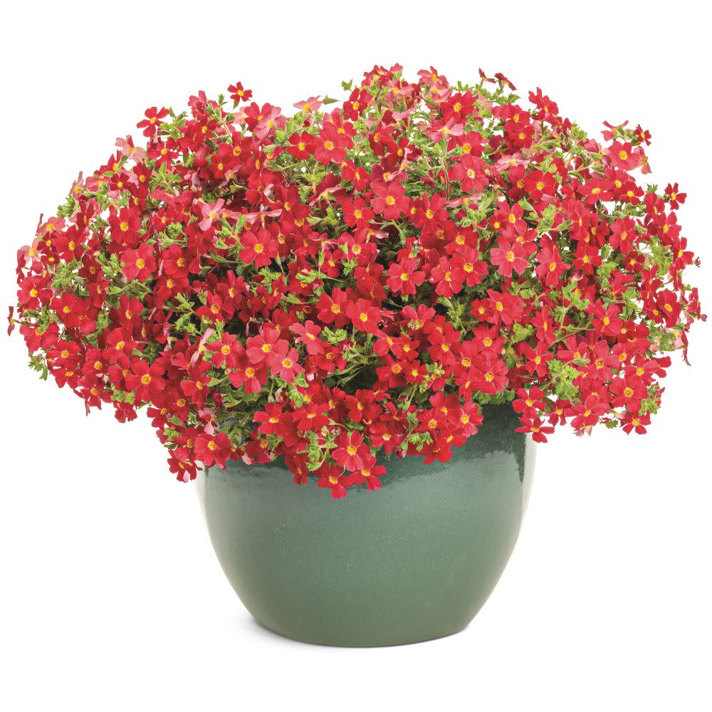 African Phlox | Safari® Lava Flow | Proven Winners® Annuals