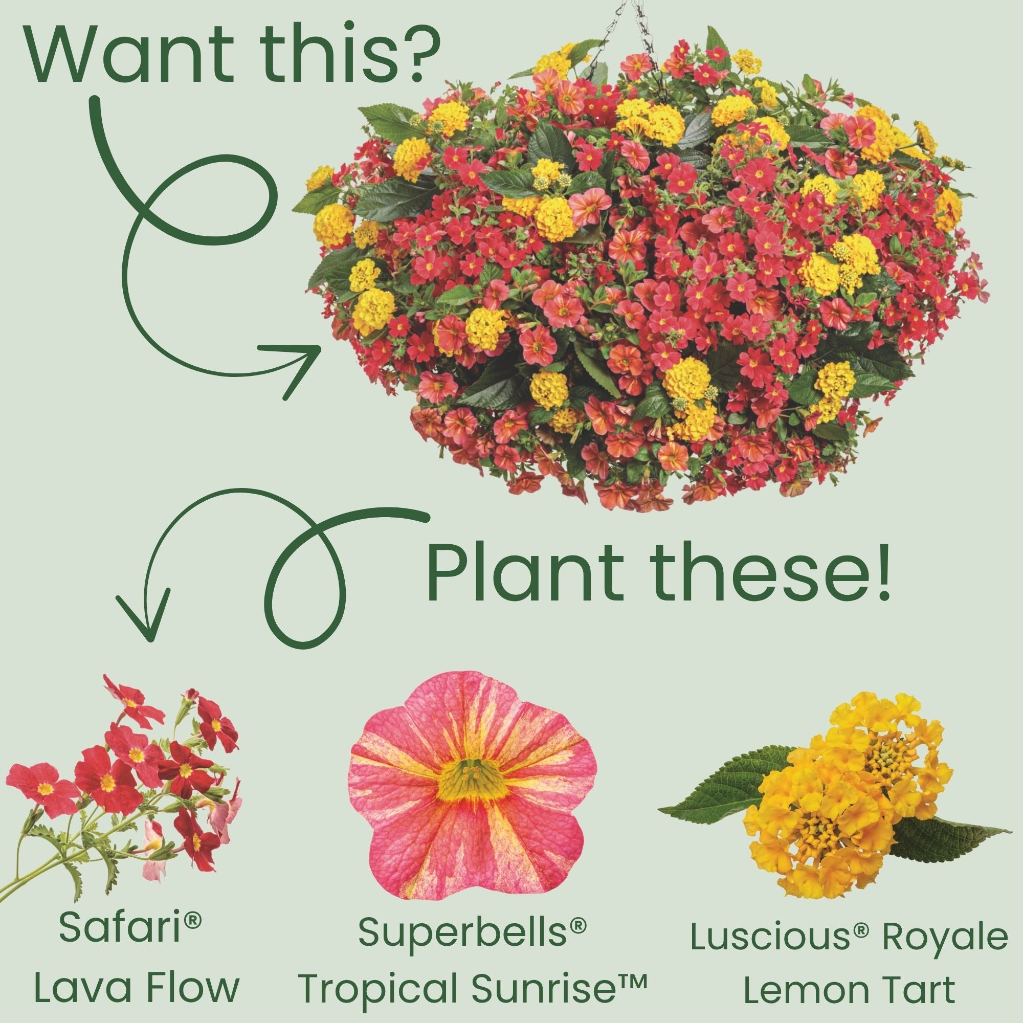 African Phlox | Safari® Lava Flow | Proven Winners® Annuals