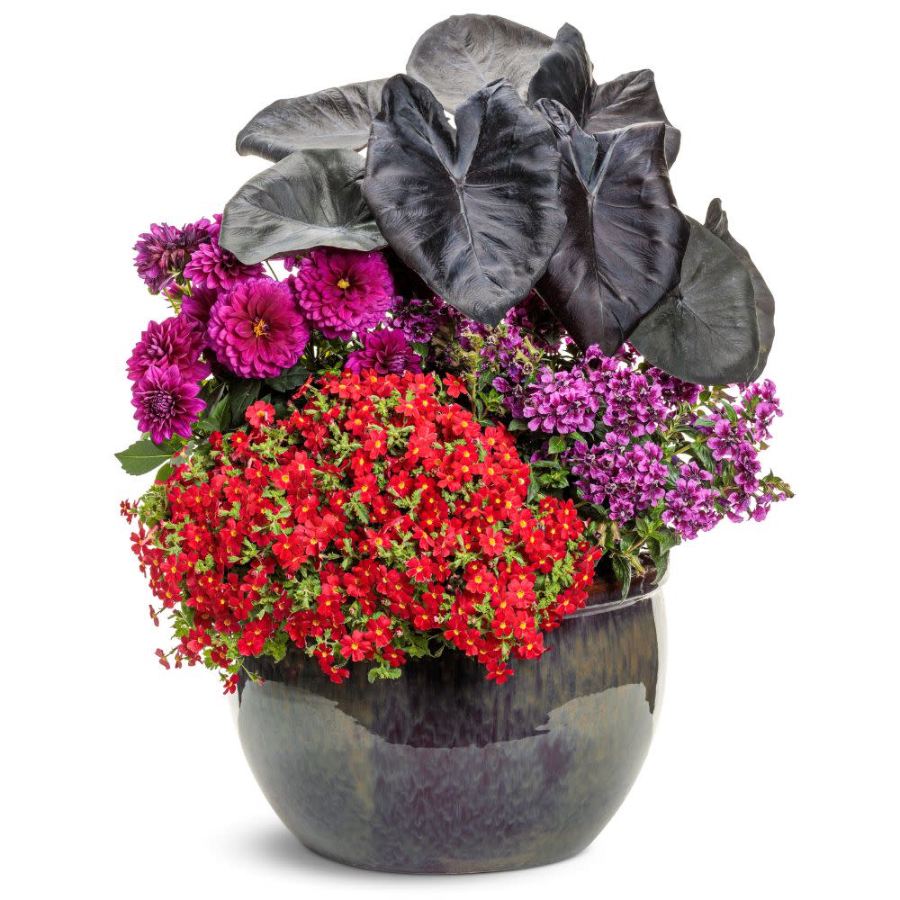 African Phlox | Safari® Lave Flow | Proven Winners® Annuals