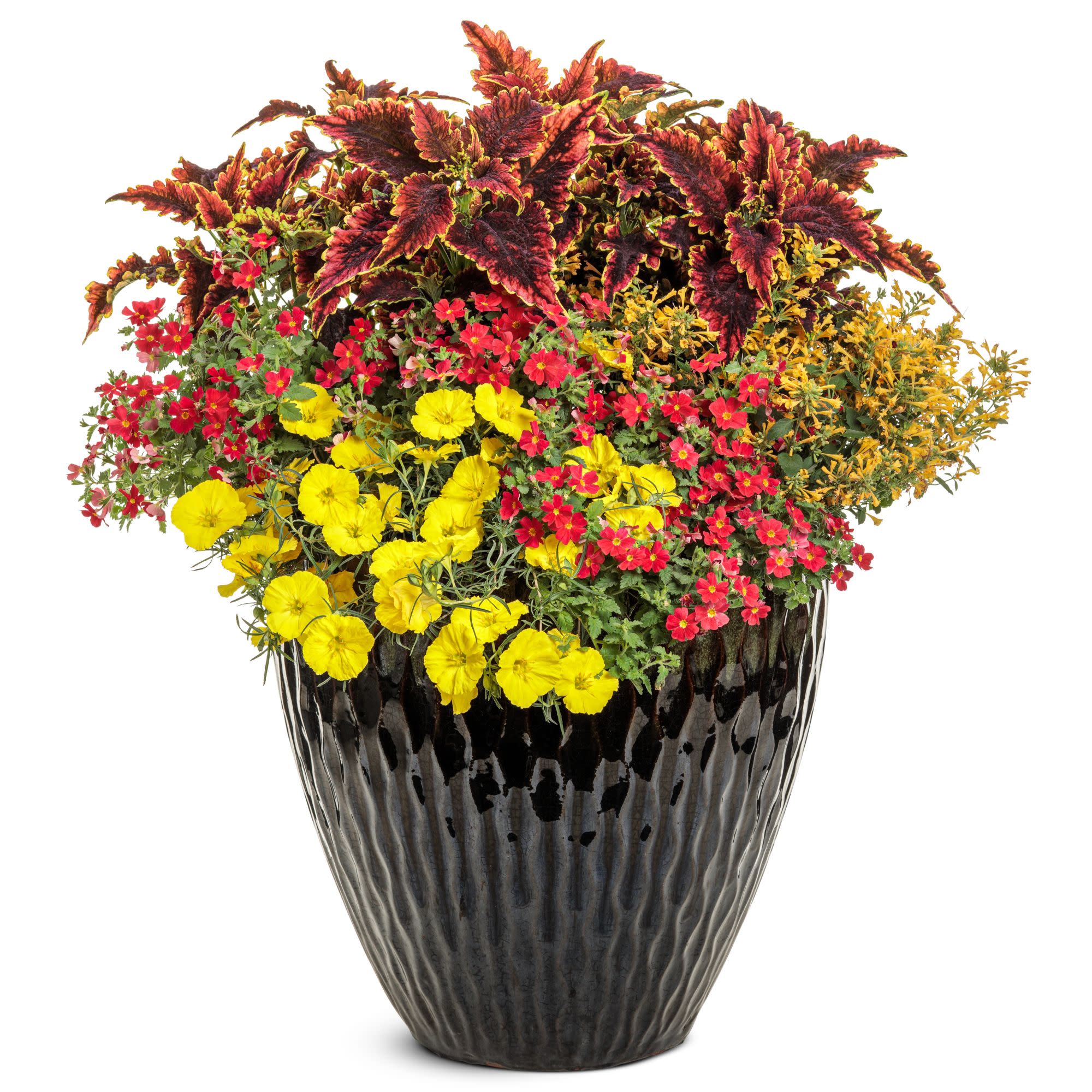 African Phlox | Safari® Lava Flow | Proven Winners® Annuals
